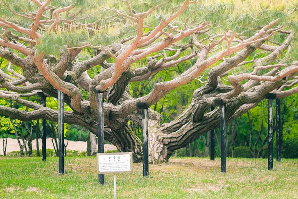 Kore 'de, Gyeongju Bulguksa pagoda' da geniş tacı olan eski bir ağaç.