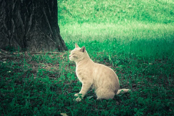 Parktaki çimlerin üzerinde güzel bir kedi duruşu.