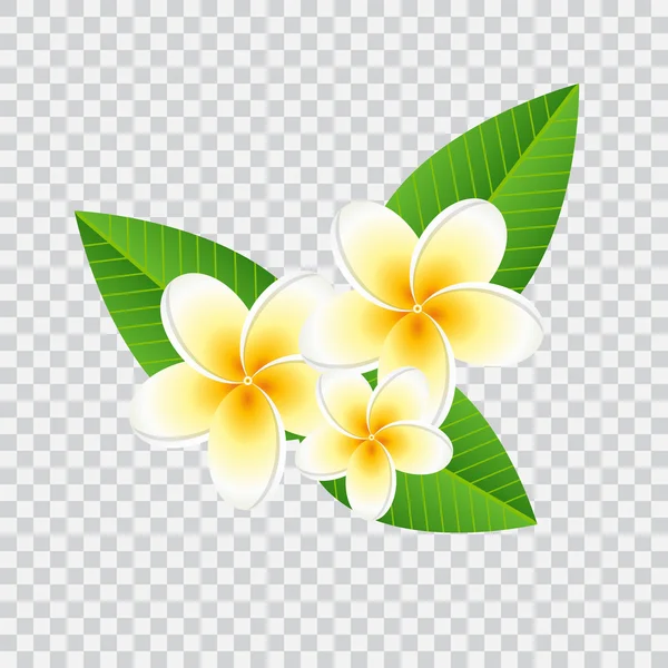 Plumeria frangipani цветок с зелеными листьями — стоковый вектор