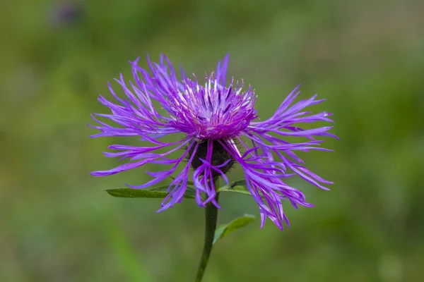 Purple flower background — Stock Photo, Image