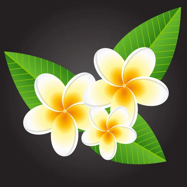 Plumeria fleurs blanches — Image vectorielle