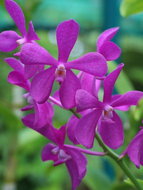 Menekşe vanda orkide