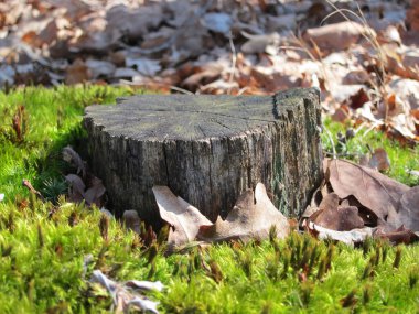 Moss tarafından çevrili eski ağaç kütüğü