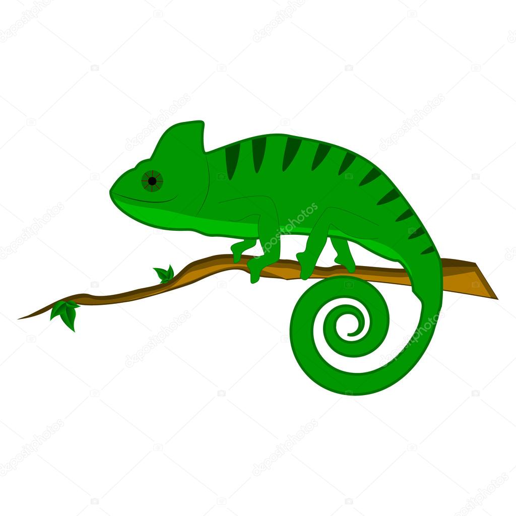 Chameleon on the branch vector illustration