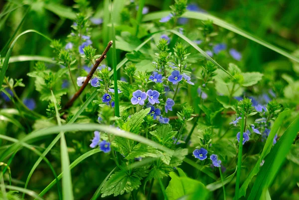 Meadow flower — Stock Photo, Image