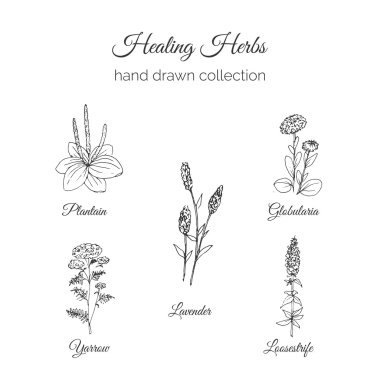 Bütünsel Tıp. Şifa Otlar İllüstrasyon. Handdrawn Plantain, Lavanta, Globularia, Loosestrife ve Yarrow. Vektör Ayurveda Bitki. Bitkisel Doğal Takviyeler.