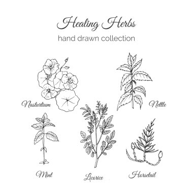 Bütünsel Tıp. Şifa Otlar İllüstrasyon. Handdrawn Nasturtium, Isırgan, Nane, Meyan Kökü ve At Kuyruğu. Sağlık ve Doğa koleksiyonu. Vektör Ayurveda Bitki. Bitkisel Doğal Takviyeler.