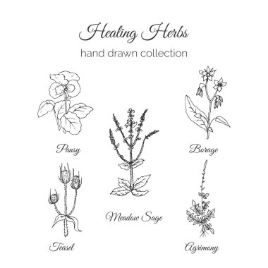 Bütünsel Tıp. Şifa Otlar İllüstrasyon. Handdrawn Meadow Adaçayı, Agrimony, Hoda, Pansy ve Teasel. Sağlık ve Doğa koleksiyonu. Vektör Ayurveda Bitki. Bitkisel Doğal Takviyeler.