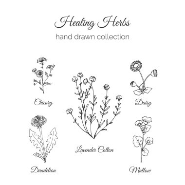 Bütünsel Tıp. Şifa Otlar İllüstrasyon. Handdrawn Handdrawn Hindiba, Karahindiba, Lavanta Pamuk, Mallow ve Papatya. Vektör Ayurveda Bitki. Bitkisel Doğal Takviyeler.