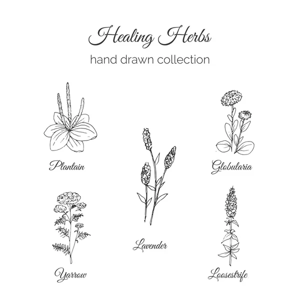 Holistic Medicine. Healing Herbs Illustration. Handdrawn Plantain, Lavender, Globularia, Loosestrife and Yarrow. Vector Ayurvedic Herb. Herbal Natural Supplements. — Stock Vector