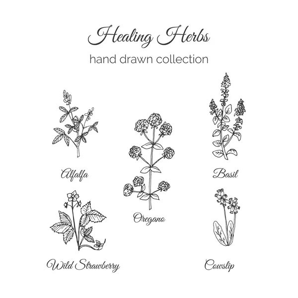 Holistic Medicine. Healing Herbs Illustration. Handdrawn Alfalfa, Oregano, Basil, Cowslip and Wild Strawberry. Health and Nature collection. Vector Ayurvedic Herb. Herbal Natural Supplements. — Stock Vector