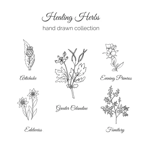 Bütünsel Tıp. Şifa Otlar İllüstrasyon. Enginar, Büyük Celandine, Akşam Primros, Fumitory ve Edelweiss. Sağlık ve Doğa koleksiyonu. Vektör Ayurveda Bitki. Bitkisel Doğal Takviyeler.