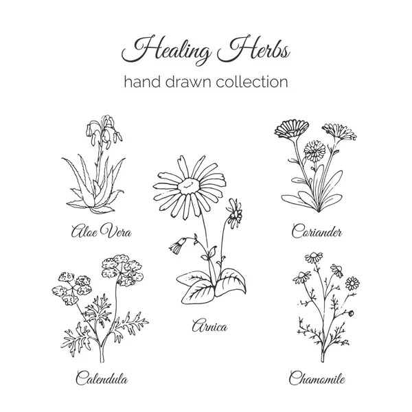 Holistic Medicine. Healing Herbs Illustration. Aloe vera, Arnica, Calendula, Chamomile and Coriande. Vector Ayurvedic Herb. Herbal Natural Supplements. — Stock Vector