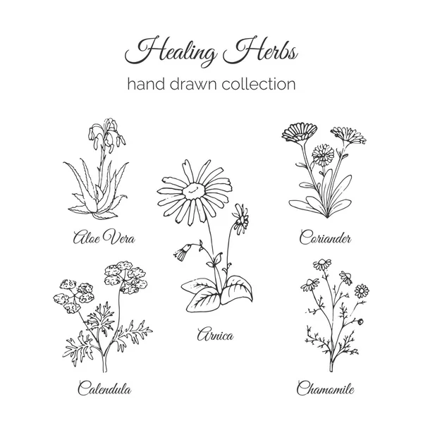 Holistische geneeskunde. Helende kruiden illustratie. Aloë Vera, Arnica, calendula, kamille en Coriande. Vector Ayurvedische kruid. Kruiden natuurlijke supplementen. — Stockvector