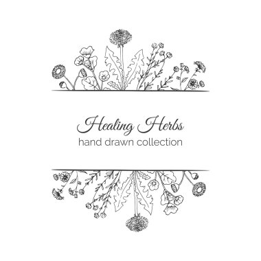 Holistik tıp. Şifalı otlar illüstrasyon.