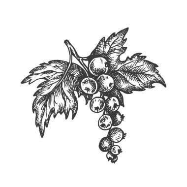 Siyah üzümlü el çizimi vektörü. Meyve Vektörü çizimi. Mönü için tasarım, tarım pazarı posteri
