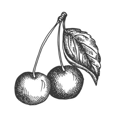 Kirazlı el çizimi vektör çizimi meyve vektörü çizimi. Mönü için tasarım, tarım pazarı posteri