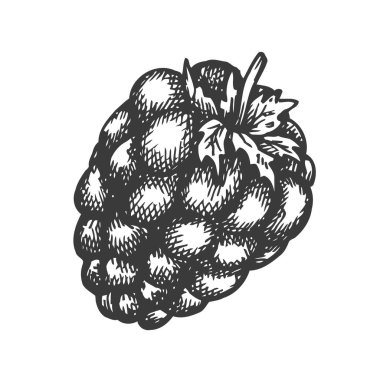 Ahududu el çizimi vektörü. Meyve Vektörü çizimi. Mönü için tasarım, tarım pazarı posteri.