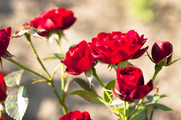 Um monte de flores. — Fotografia de Stock