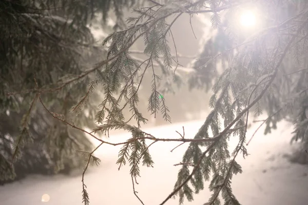 Вогняні гілки покриті снігом. Зимовий ліс . Стокове Фото