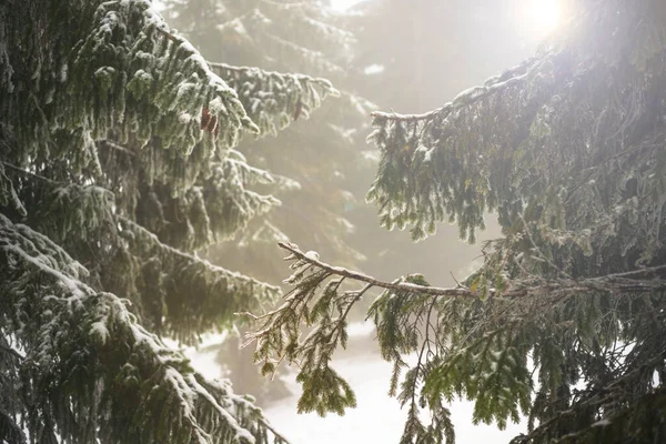 Вогняні гілки покриті снігом. Зимовий ліс . Стокове Фото