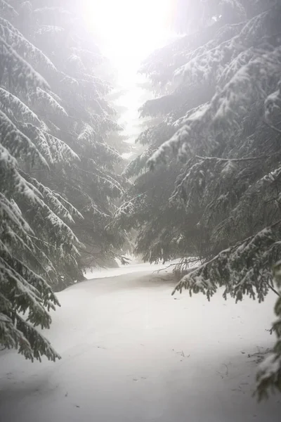 Вогняні гілки покриті снігом. Зимовий ліс . Ліцензійні Стокові Зображення