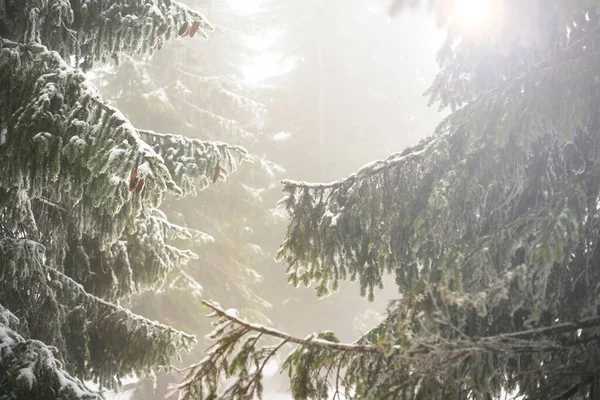 Вогняні гілки покриті снігом. Зимовий ліс . Ліцензійні Стокові Фото