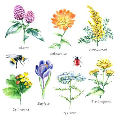 Collection of hand drawn medical herbs and plants. clipart