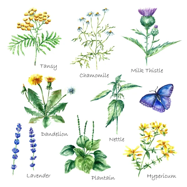 Colección de hierbas y plantas medicinales dibujadas a mano . — Vector de stock