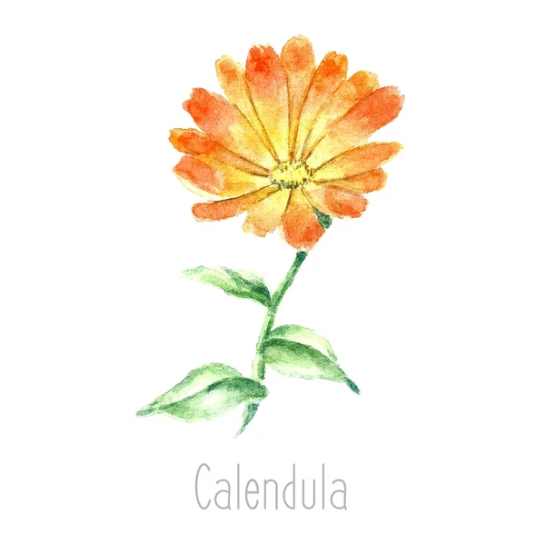 Herbes de calendula aquarelle . — Image vectorielle