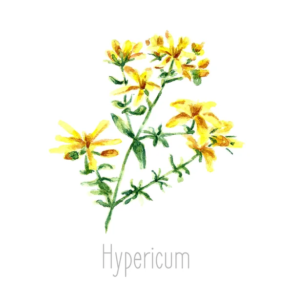 Hierbas hipericum acuarela . — Vector de stock