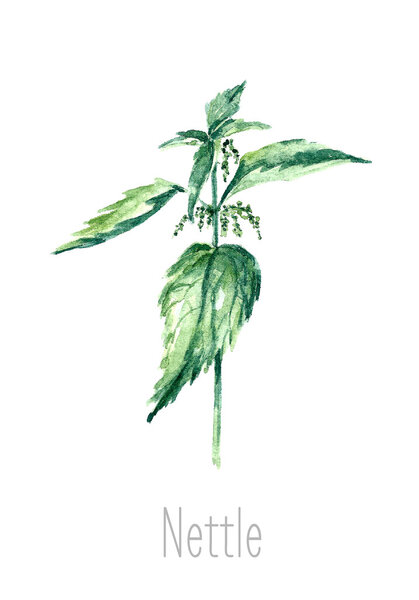 Watercolor nettle herbs.