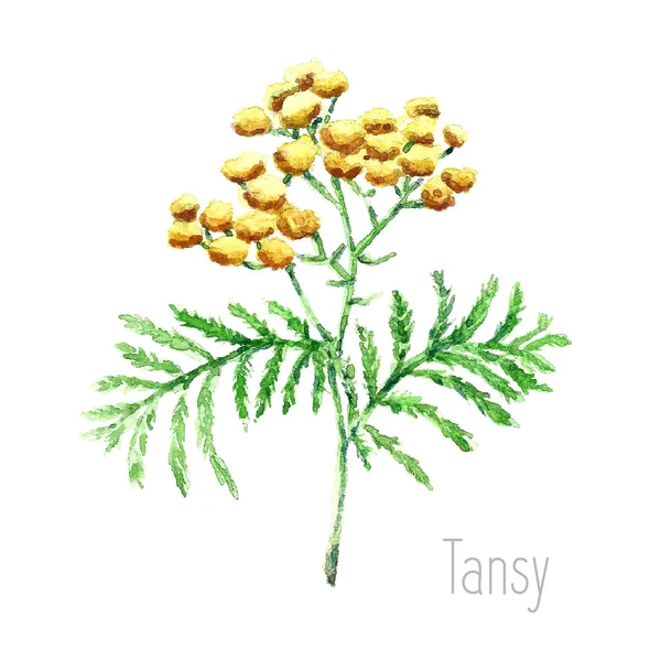 Akvarell tansy gyógynövény. — Stock Vector