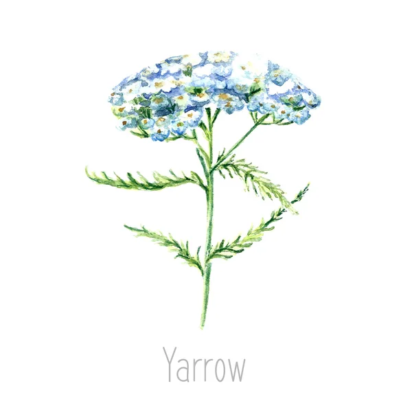 Erva de yarrow aquarela . —  Vetores de Stock