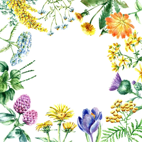 Colección de hierbas y plantas medicinales dibujadas a mano . — Vector de stock