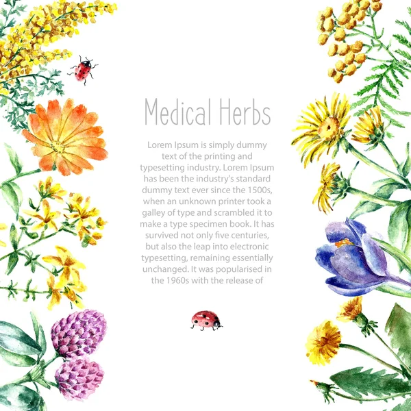 Colección de hierbas y plantas medicinales dibujadas a mano . — Vector de stock