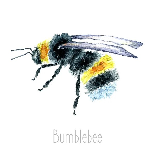 Watercolour bee France