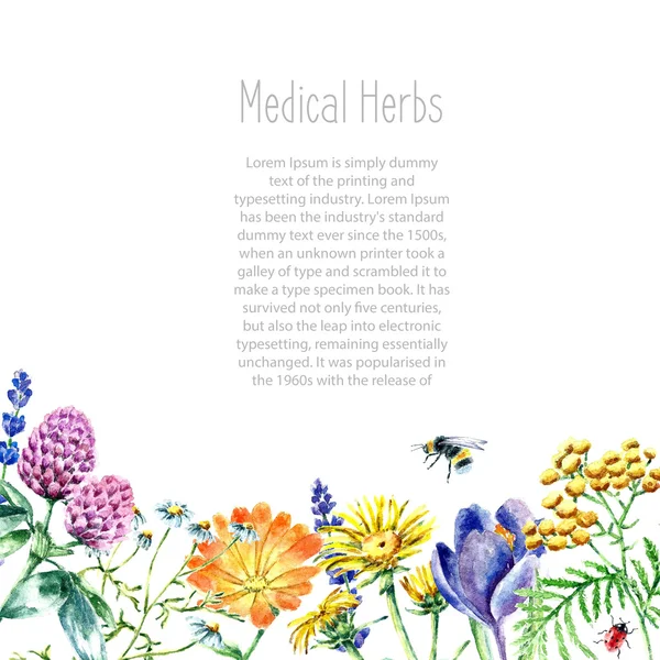 Collection d'herbes et plantes médicinales dessinées à la main . — Image vectorielle