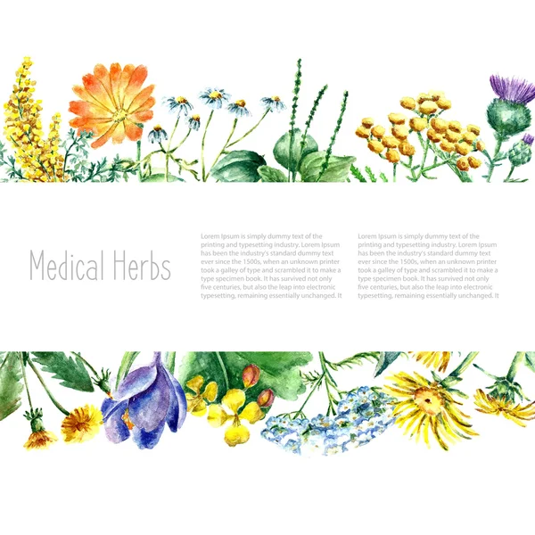 Collection d'herbes et plantes médicinales dessinées à la main . — Image vectorielle