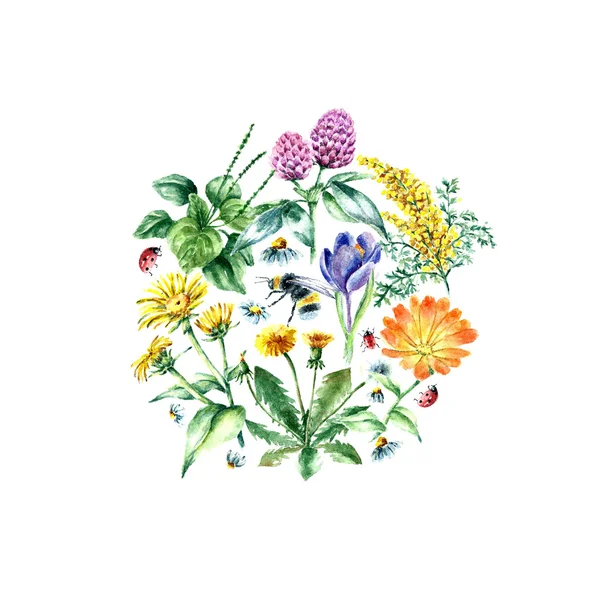 Colección de hierbas y plantas medicinales dibujadas a mano . — Archivo Imágenes Vectoriales