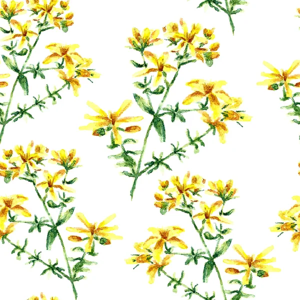 Akvarell Hypericum gyógynövények. folytonos mintázat — Stock Vector