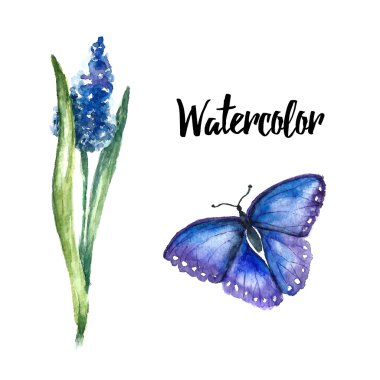 Suluboya çiçekleri lupine.