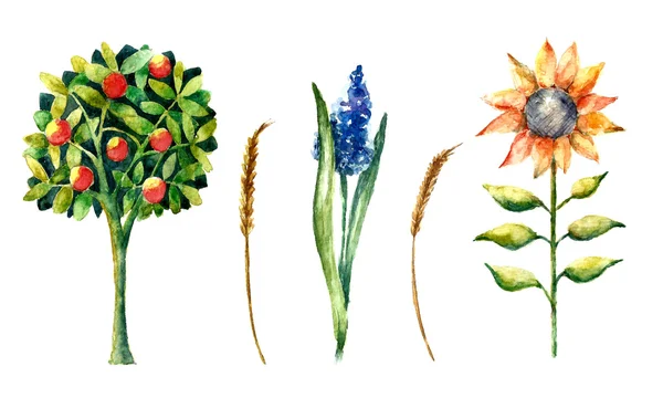 Akvarell biogazdaságot növények. — Stock Vector