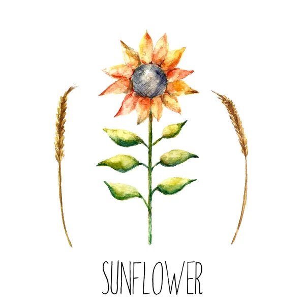 Watercolor sunflower and spica. — Stock Vector