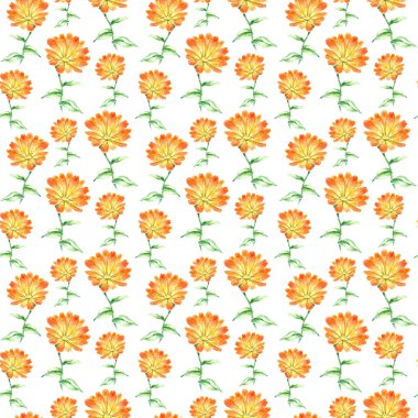 Suluboya calendula otlar. sorunsuz desen