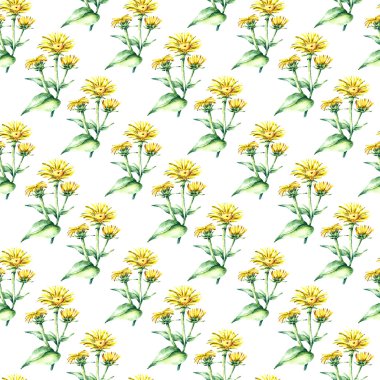 Suluboya elecampane bitki. sorunsuz desen