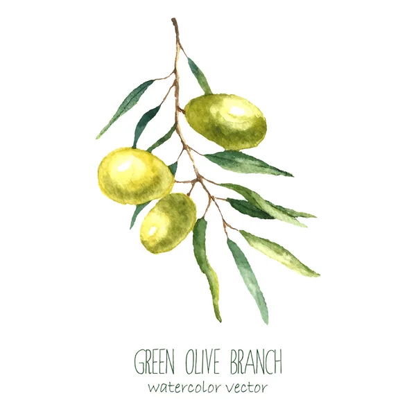 Watercolor olive branch background. — Stockvector