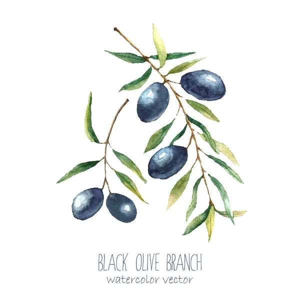 Watercolor olive branch background. — Stockvector