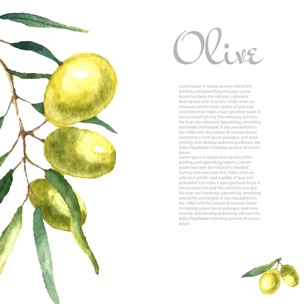Watercolor olive branch background. — Wektor stockowy