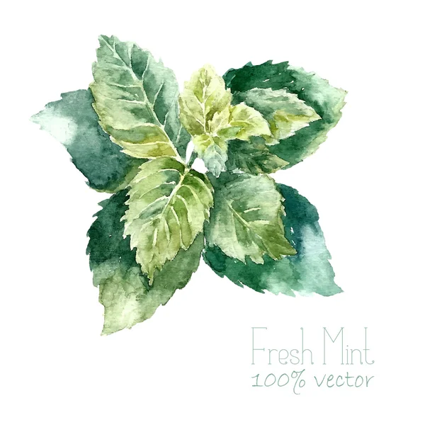 Illustrations aquarelle menthe . — Image vectorielle